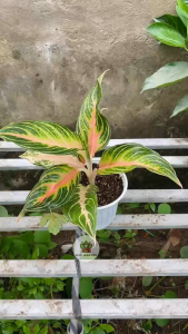 Cây Hồng Ngân - Tổng thể cao 20-30 cm - Kiểng lá sang trọng!