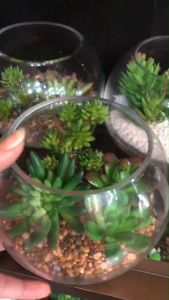 สวนโหลแก้ว สวนกระบองเพชรปลอม กระถางแคคตัสปลอม