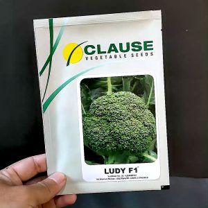 BENIH BROKOLI - LUDY F1 - 10 gram - Benih Sayuran - Clause