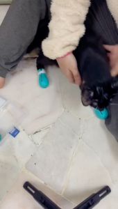 PETLOVER Cat Nail Foot Cover Cat Paw Anti Scratch Glove Sarung Kuku Kucing Cover Kasut Mandi Kaki Kucing Anti Cakar