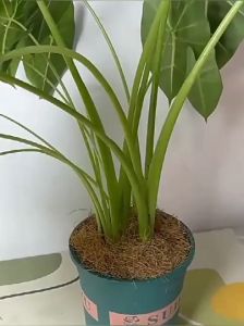 Plant Stem Support Holder Flowers Vine Growth Climbing Fixing Clips Leaf Supports Garden Plants Tools