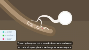 Aptus Mycor Mix 100g ( Increase root surface area by 700 times  Facilitates Uptake of Fertilizers Enlarge the Root System up to 700 times Soil Care Soil Amendment)