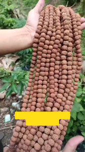 Kalung jenitri rudraksha BAHAN ACC isi -+100-110 butir