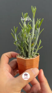 เป้าหมายที่ 1": "ไผ่ญี่ปุ่น Senecio descoingsii ไม้อวบน้ำ กุหลาบหิน cactus&succulentหลากหลายสายพันธุ์",