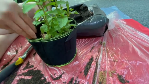 9 ชิ้น Non-woven fabric Grow bag กระถางผ้า สีดำขอบเขียว กระถางผ้าปลูกต้นไม้ ถุงปลูกต้นไม้ กระถางต้นไม้ ถุงปลูกต้นไม้ 5Gallon