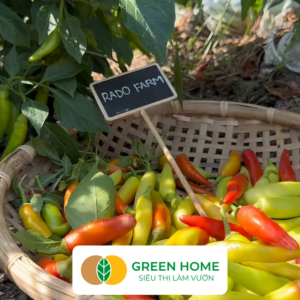 Hạt Giống Ớt Sừng Greenhome Gói 02g~25 hạt Dễ Trồng Quanh NămThu Hoạch Nhanh Năng Suất Cao G15