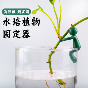 Water Cultivation Plant Companion Office Garden Decorative Support Fixing Shape Prevent Topple Leaf for Dracaena Fragrans