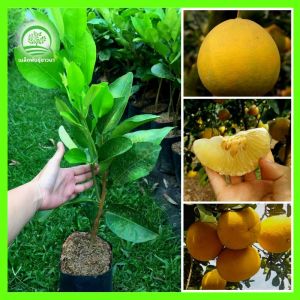 F1 ส้มโอเหลืองเวียดนาม หอม ฉ่ำ ออกผลเยอะ เก็บเกี่ยวไว พันธุ์แท้