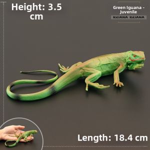 MENGSILE | Solid Realistic Childrens Educational Green Iguana Toy Model