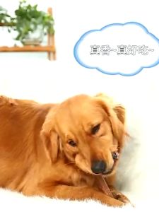 Dog Dental Chew Bone Chew Toys for Dogs Pet Molar Bone Toy Oral Hygiene Dog Snacks Dog Treats