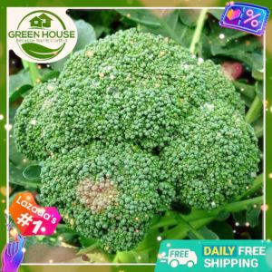 Green House® - Italian Broccoli Seeds for Planting Vegetable Plants (50 Seed) incl. Instruction Brokoli Dwarf
