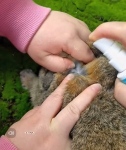 Dr Bunny Promedi伤口皮肤病真菌仓鼠 兔子 龙猫 天竺鼠 fungus antifungal spray hamster rabbit guinea pig