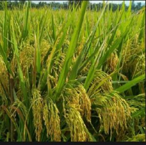 BENIH BIBIT PADI UMUR 75 HARI BERKUALITAS KEMASAN 1KG