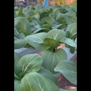 ขายปลีก ผักซอง เจียไต๋ ผักชีลาว O002 *แพ็ค 5 ซอง* ประมาณ 3300 เมล็ด เมล็ดพันธุ์ ผักชี ผักชีลาว เมล็ดพันธุ์ลูกผสม เมล็ดพันธุ์ผัก ผักสวนครัว ผักชี ชีลาว