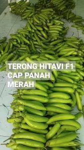 Benih Bibit Biji Terong Hijau HITAVI F1 400 butir dari Cap Panah Merah
