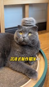 【SG Stock】Pet Brush & Comb Self Cleaning | Dog Brush | Cat Brush | Pet Hair Hygiene & Grooming Brush | Rabbit Fur Care