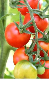 KAMATIS QUALITY SEED`S HYBRID " APOLLO "VARIETY