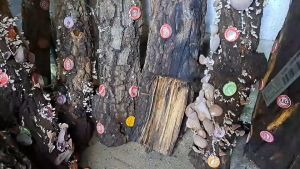 เชื้อเห็ดหูหนู เชื้อเห็ดในเม็ดข้าวฟ่างพร้อมหยอด