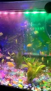 LAMPU LED CELUP AQUARIUM 20 CM 30 CM 40 CM 50 CM LED LAMPU AQUARIUM CELUP 20CM 30CM 40CM 50CM