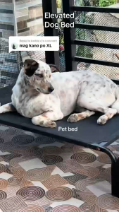 Dog Bed Large Size Double Layer Mesh Breathable Moisture-Proof Keep Warm Suitable for all Dogs