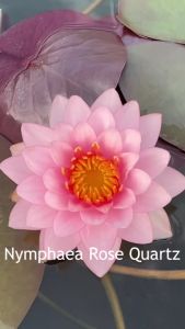 【Sean Planters】Hardy Waterlily Nymphaea Rose Quartz (aka Cherry Macaron) Aquatic Plant Water Lily 耐寒睡莲莲花 Pokok Teratai Telepok Pokok Air