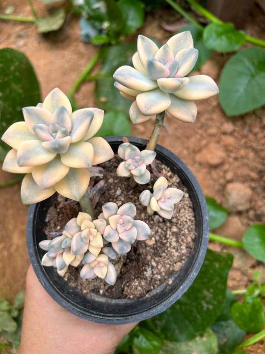 Graptopetalum Mendozae Variegata 12cm pot | Lazada