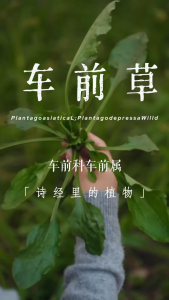 车前草利尿茶 | Asiatic Plaintain Herbal Tea/Tea bag