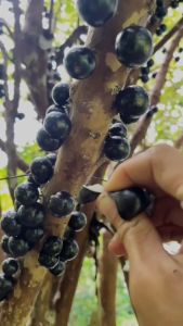 Bibit TANAMAN ANGGUR PRECO Bibit Anggur Pohon Besar Tinggi 1 Meter Siap Berbuah