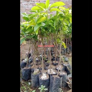 Bibit Mangga Madu 1 meter Super Okulasi Ukuran Besar