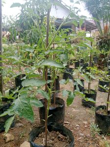 tanaman tomat sudah berbunga