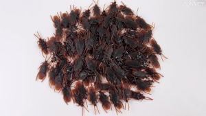 50/100pcs Halloween Gadget Plastic Cockroaches Joke Decoration Props Rubber Toy Gags Plastic Bugs Cockroach Practical Jokes Toys