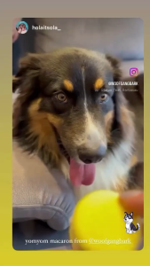 Freeze Dried Bacaron Set for Dogs and Cats. 100% Natural Pet Treats by Woofgang Bark.