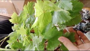 BIBIT ANGGUR BAZENA ASLI TERBAIK