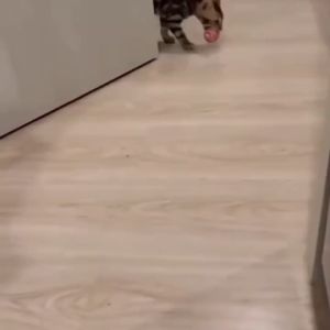 Pet Cat Kitten Sisal Ball Scratch Rope Toy Cat Toy