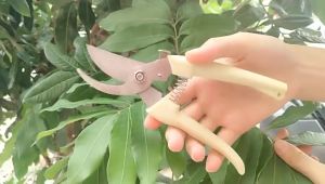 Stainless Steel Scissors Gardening Pruning Shears Home Use Labor Saving Flower Pruning Trimming Potted PlantBranches Scissors