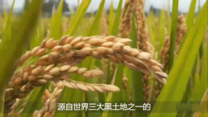 🔥Chinese rice 2025 autumn harvest new rice Eagle Label GB/T19266 authentic Wuchang rice Heilongjiang pearl rice long-grain fragrant rice crab rice black rice. Order shipped the next day.