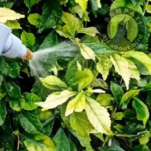 SEMPATI Botol Semprotan Air Hand Sprayer 1 Liter Vistar Hand Spray Semprot Siram Tanaman Kandang Sangkar Burung Hama Pupuk Desinfektan Kebun VIS1LT