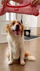Áo ba lỗ cho Chó Mèo bằng vải lưới mịn thoáng mát - Love Pets Shop