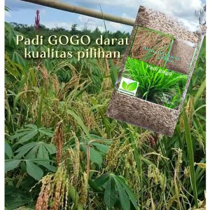 Bibit Padi GOGO Darat jaminan pilihan kemasan 5 kg