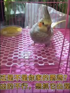 ถุงมือกันกัดสำหรับนก ถุงมือกันจิกกัด ถุงมือจับนก ถุงมือยาง ถุงมือจับนกแก้ว หนู แฮมสเตอร์ กระรอก กระต่าย ป้อนกันกันจิกกัด