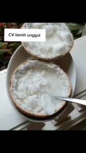 Bibit Kelapa Kopyor Asli: Pemeliharaan & Kualitas