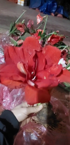 Củ giống hoa huệ nội GÁO đỏ - 1 củ - củ đảm bảo chuẩn mặt hoa - FlowerSeeds