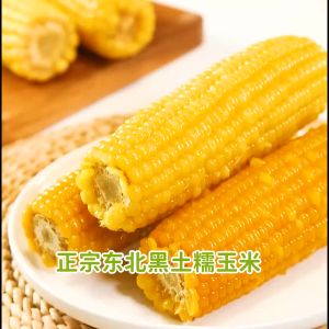Northeast Instant Waxy Corn on The Cob Northeast Farmers Fresh Sweet and Sticky Fruit Corn Vacuum Pack