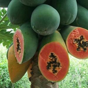 Red Meat Rock Sugar Papaya Potted Garden Planting (38pcs/Pack)