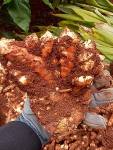 Nghệ đỏ củ già lâu năm mọc ơ rừng tự nhiên