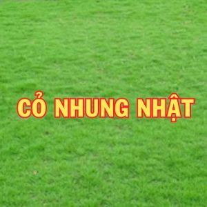 Hạt giống cỏ nhung nhậtcỏ trồng sân vườnsân banh 200g(gieo được 20m2)