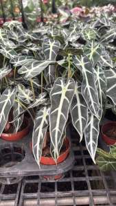 ต้นแก้วสารพัดนึก เป็นไม้มงคล หากต้นแก้วสารพัดนึกออกดอก ตามความเชื่อ หมายถึง คิดหวังนึกสิ่งใดก็ได้สิ่งนั้นตามสารพัดนึก ต้นแก้วสารพัดนึกเป็นที่นิยม เนื่องจากเป็น ต้นไม้ฟอกอากาศ🍀 ที่มีชื่อเพื่อเสริมสิริมงคลให้กับเจ้าของบ้านและสมาชิกในครอบครัว