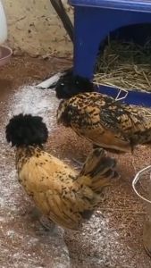 ไข่เชื่อไก่โปแลนด์ Poland Chicken Eggs สำหรับนำไปฟัก คละสี ราคาชุด 3 ฟองแถมฟรี1ฟอง