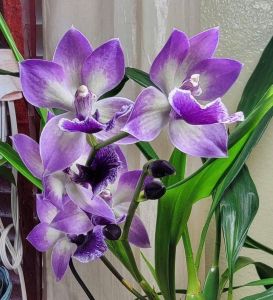 Vũ nữ Chim Xanh đang hoa