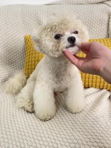 hipidog | Festive Winter Clothes for Small Dogs